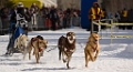 2009-03-14, Competition de traineaux a chiens au Bec-scie (111637)